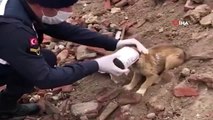 Kafası konserve kutusuna sıkışan yavru köpeğin yardımına jandarma yetişti