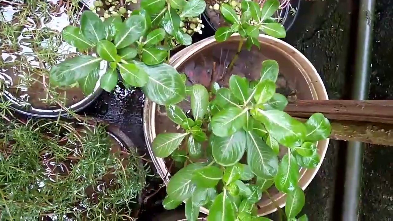 Adding  Koi fish in planted pond(720p)