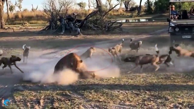 Mother Lion Rescue Baby From Wild Dog - Wild Dog too crowded, Lion encountered m