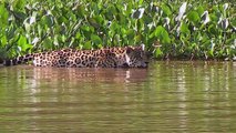 Jaguar Attacks Caiman Crocodile