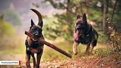 Why You Don't Want Your Dog To Run With Stick In Its Mouth