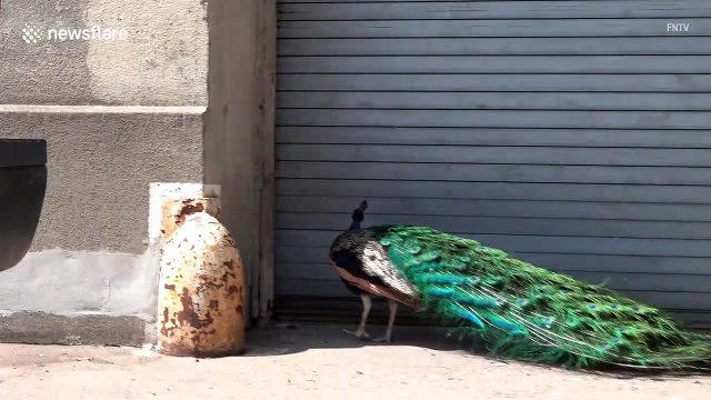 NYC's famed St John's Cathedral soon to be makeshift hospital amid coronavirus pandemic