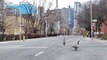 Emboldened Canadian geese wonder empty Toronto streets amid coronavirus crackdown