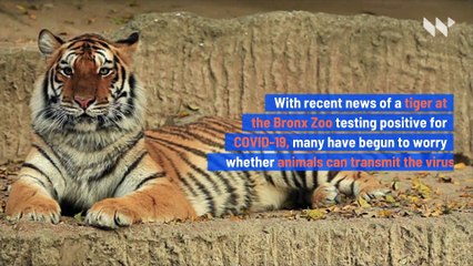 Experts Explain Why Your Pets Aren’t Likely to Transmit COVID-19