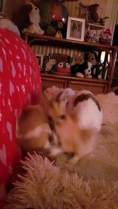 Phandor et Phloème jeux du soir