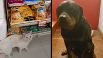 Clever Stray Cat Finds Forever Home & Sweet Pup Protects Family's Bread