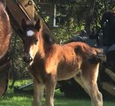 Wild Horse Herd Welcomes First Foal Since Deadly Hurricane Season on the Outer Banks
