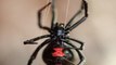 8 things you don't know about black widow spiders - ABC15 Digital