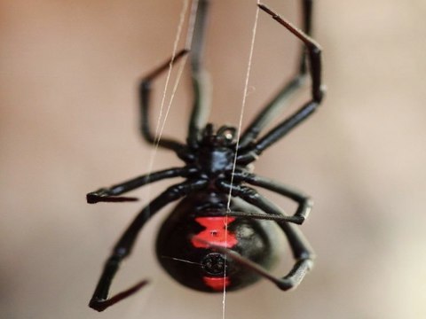 8 things you don't know about black widow spiders - ABC15 Digital