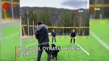 Voleybol oynayan köpek görenleri şaşırttı