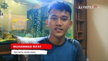 Penjualan Ikan Hias di Sukabumi Melonjak Tinggi, Ini Alasannya