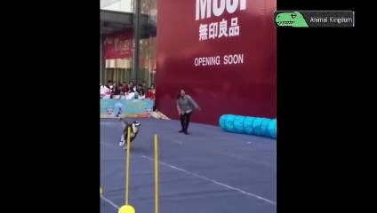 「おもしろ犬」人間化したハスキー犬が超面白い・笑わないようにしてください