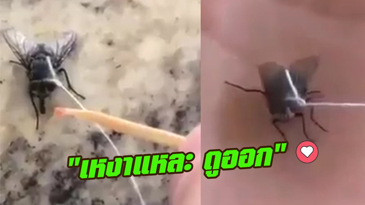 สาวโชว์เลี้ยงแมลงวัน ป้อนน้ำ ป้อนอาหาร พาเดินเล...