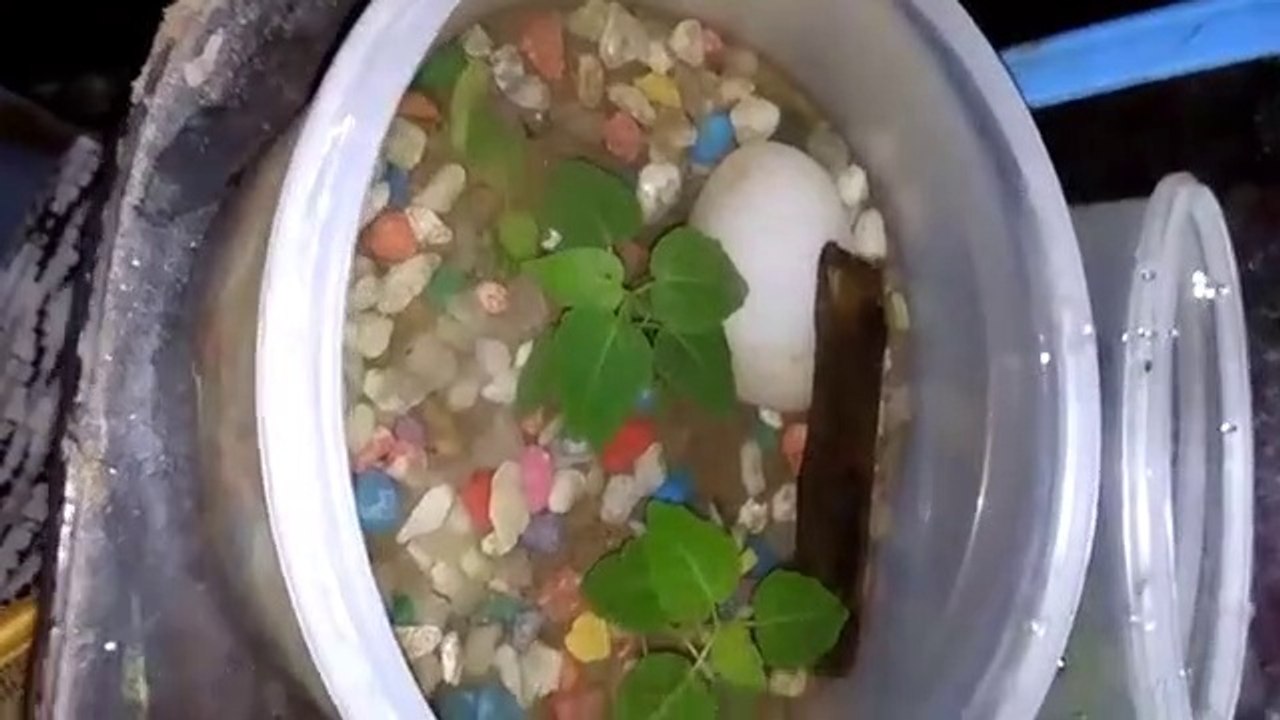 mini_planted_pond_DIY_For_Betta_fish(360p)