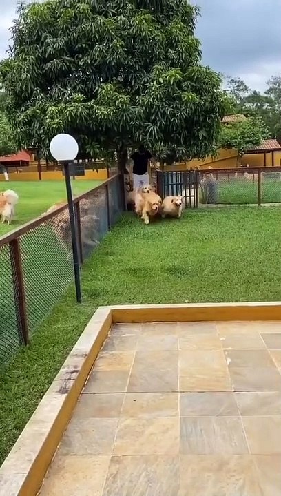 Bữa tiệc bể bơi của các chú pet