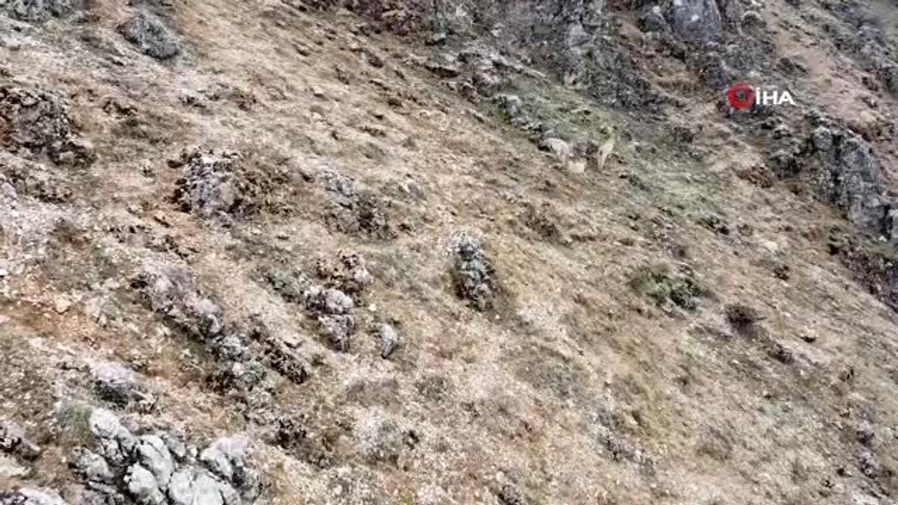 Dağ keçisinin drone ile imtihanı