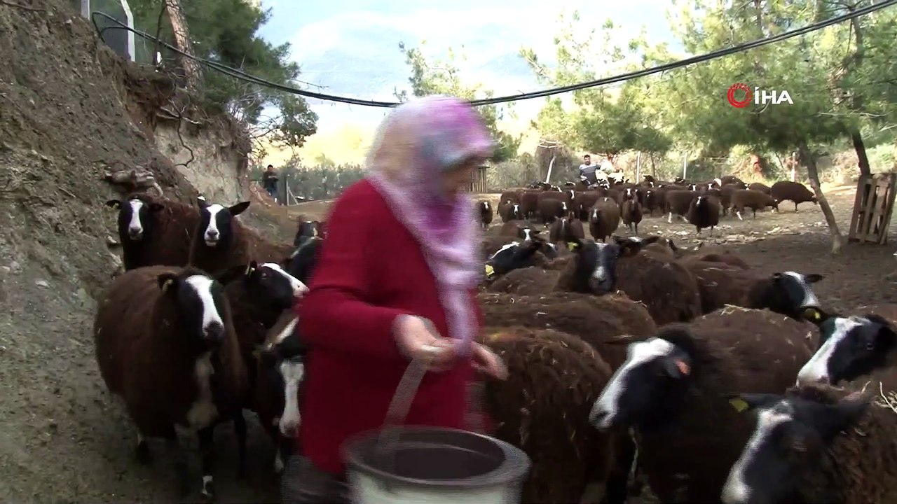 İthal East Friesian Koyunların İlk Kuzuları Oldu