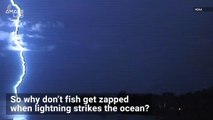 Why Don’t Fish Die When Lightning Strikes Water?