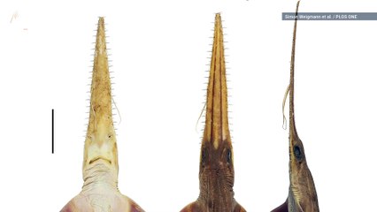 Two New Species of 'Saw-Like' Sharks Discovered