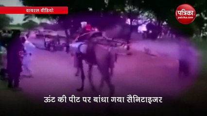 Coronavirus: VIDEO में देखें कैसे ऊंट सड़कों को कर रहा है सैनिटाइज