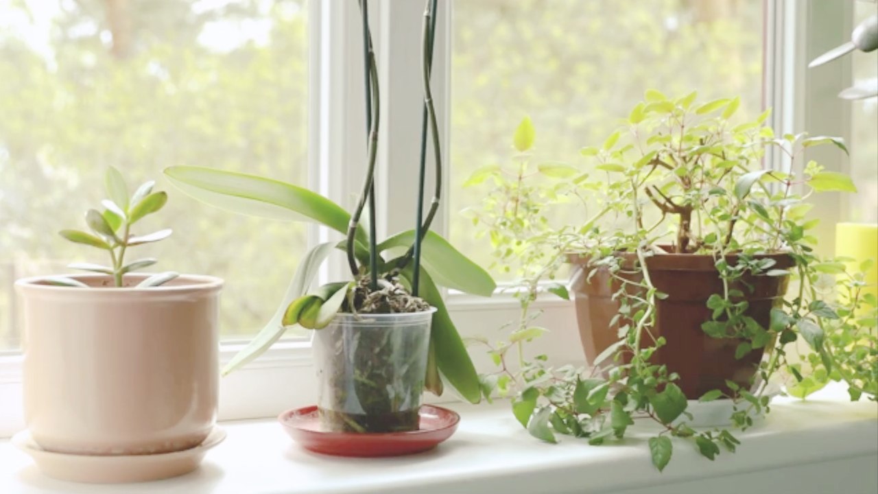So pflegst du deine Zimmerpflanzen richtig