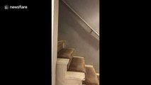 US owner catches his dog sneaking downstairs to eat the cat's food