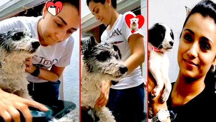 Trisha pets cute cleaning time | Quarantine | Lock down