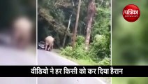 elephant attempts to sit on moving car video viral