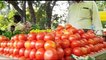 Onion and tomato prices rise drastically