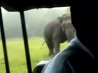 VIDEO : कैमरे में फोटो खींचना पसंद नहीं आया तो दो हाथियों ने पर्यटकों को दौड़ाया