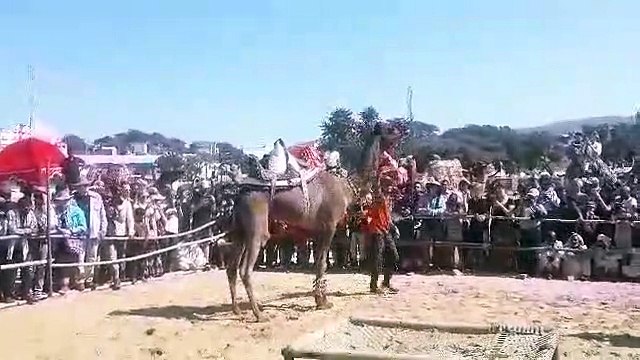 Camel Dance : ऊंटों ने लगाए ठुमके, परदेसी बालाओं के गूंजे ठहाके