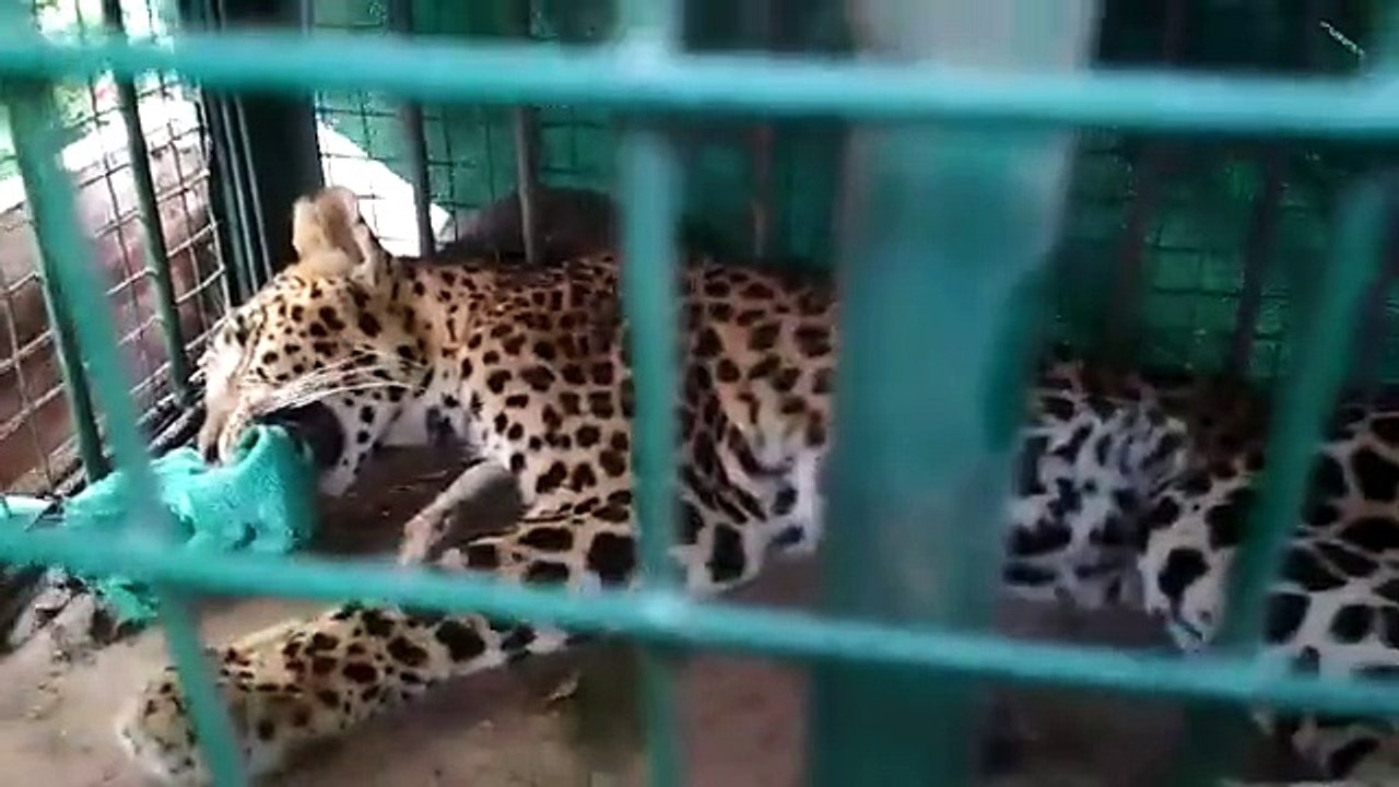 गांव में दो दिनों तक आतंक मचाने के बाद रेस्क्यू...