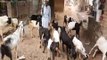 भेड़-बकरियों में फैलने लगा रोग, पशुपालक चिंतित