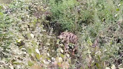 people over leopard entering village in Azamgarh
