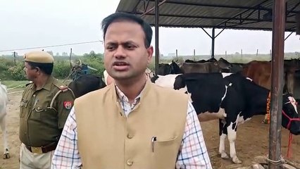 गोवर्धन पर डीएम ने की गौशाला में पूजा