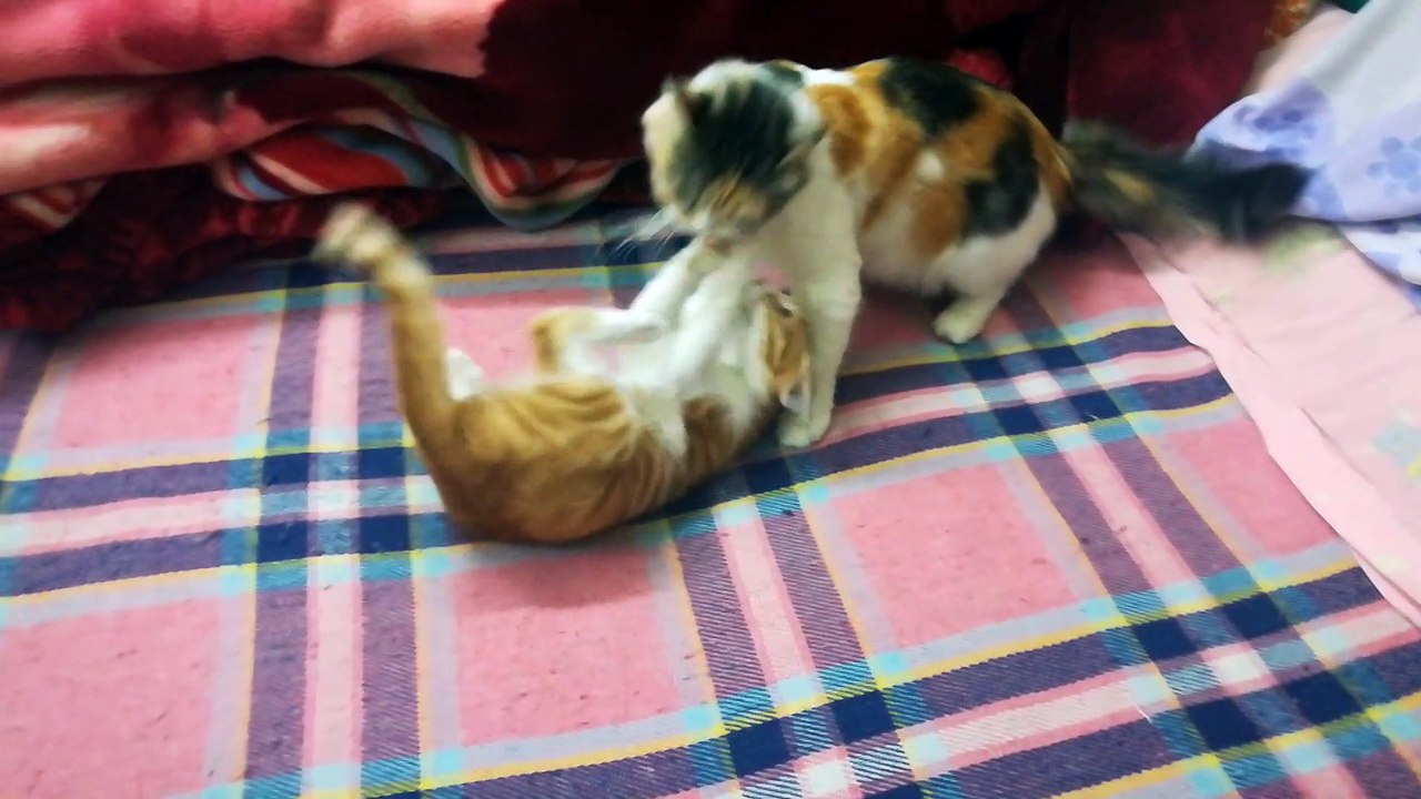 Mother And Kitty Bed Fight