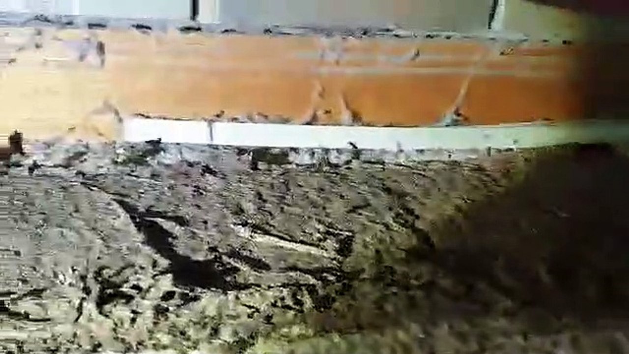 Don't Risk Your Property - Call Us for Termite Inspection Today!