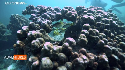 ماجراجویی در دوبی؛ لذت غواصی در میان صخر‌های مرجانی