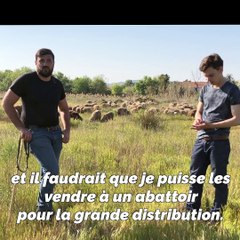 "La vente d'agneaux pour Pâques, c'est foutu, la vente de laine en Chine aussi": un berger varois témoigne