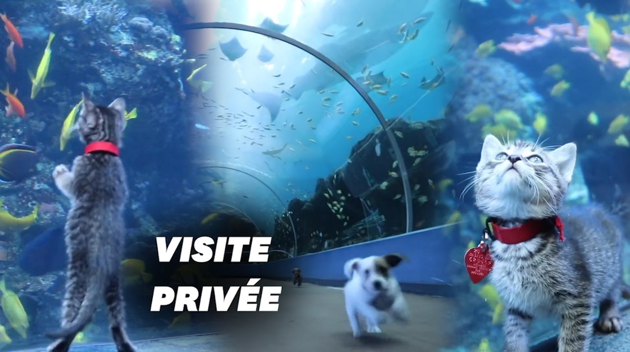 Pendant le confinement, cet aquarium est privatisé pour les chatons et chiots de refuges