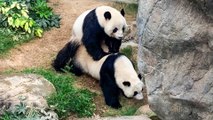 Giant pandas in Hong Kong mate naturally for the first time in a decade