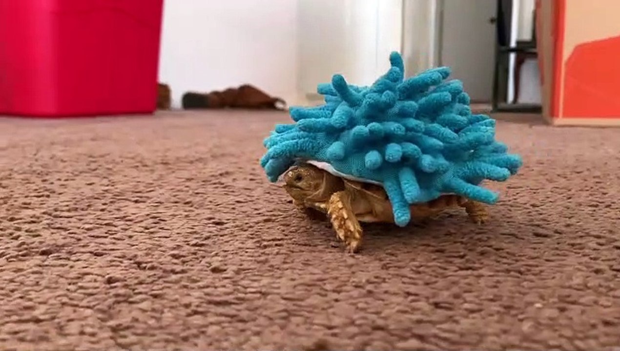 Mr Bob the Turtle Has Many Hats