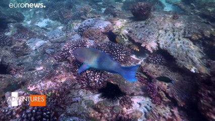 Dubái bajo el agua: arrecifes de coral y naufragios históricos
