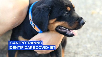 Si può insegnare ai cani a fiutare il Coronavirus?