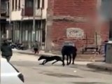 Sokak ortasında doğum yapan at, kameralara böyle görüntülendi