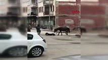 Bursa'da bir at, sokak ortasında doğum yaptı: 'Mahallemizin yeni üyesi'