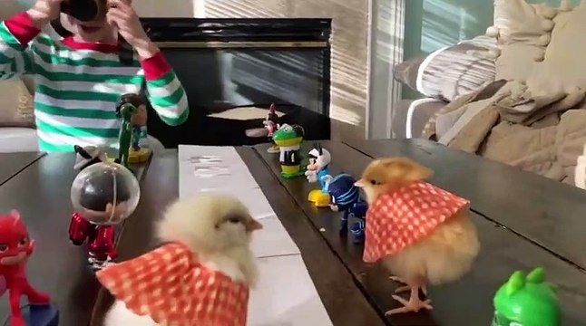 Défilé de mode avec des poussins déguisés ! Belle invention de ces enfants !