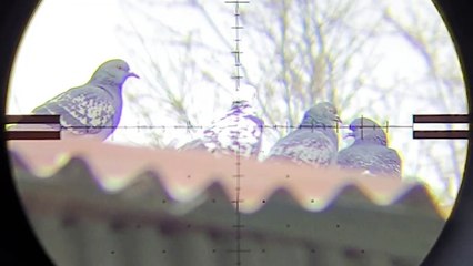 PCP Airgun Pest Control On A Windy Day