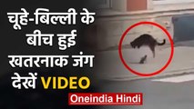 Rat-Cat के बीच हुई खतरनाक लड़ाई चूहे के एक पंच से हवा में उछली बिल्ली, Video Viral | वनइंडिया हिंदी