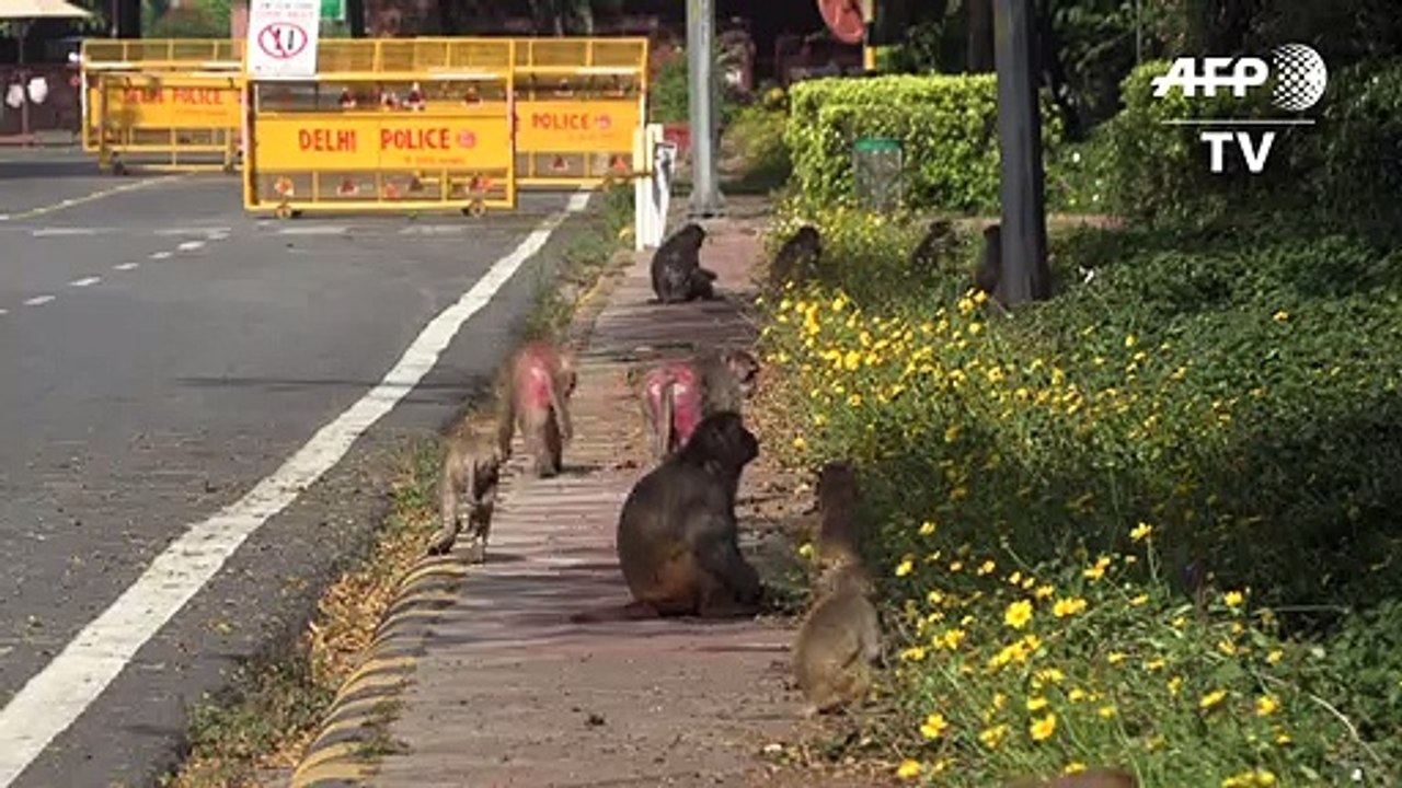 Profiteure der Corona-Krise: Affen erobern Neu Delhi